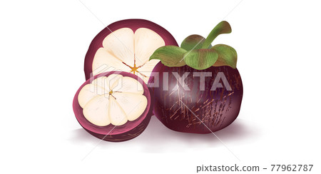 Vector set of realistic mangosteen fruit Vector set of realistic mangosteen fruit 77962787