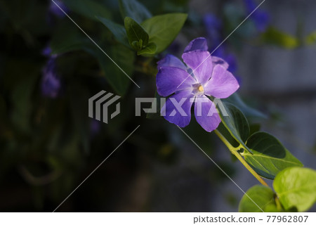 Tsurukikyo flowers 77962807