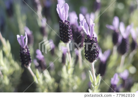 法國薰衣草花 法國薰衣草花 77962810
