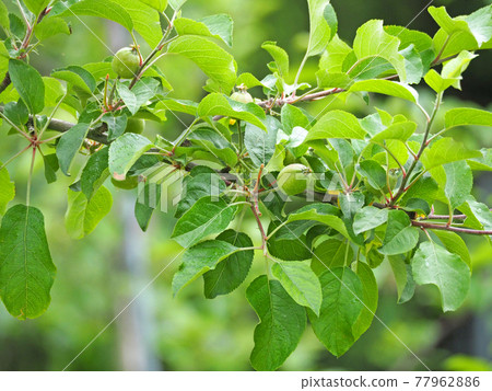 Small fruit on a deciduous tree apple tree of the Rosaceae family 77962886