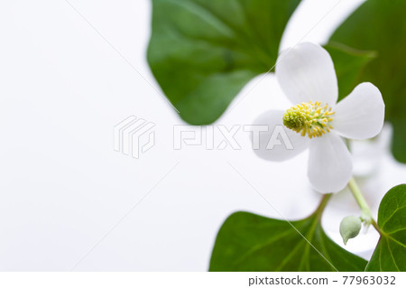 魚腥草白色背景素材 77963032