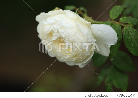 克萊爾·奧斯汀 77963147