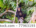 Africa, Gambia, Gambia National Park, 77963193