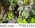 Africa, Gambia, Gambia National Park, 77963194