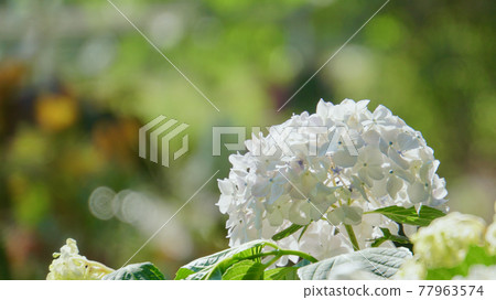 白色繡球花 白色繡球花 77963574