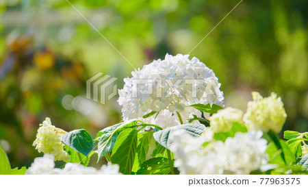 白色繡球花 白色繡球花 77963575