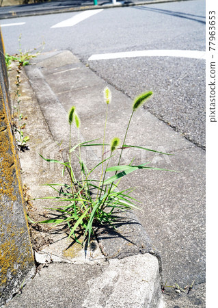 Setaria viridis 77963653