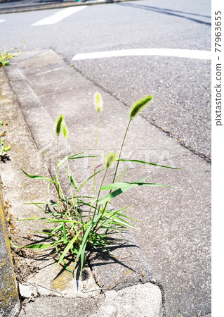 Setaria viridis 77963655