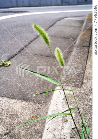 Setaria viridis 77963666