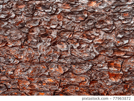 Tree bark background for your design. Abstract natural wood texture background. 77963872
