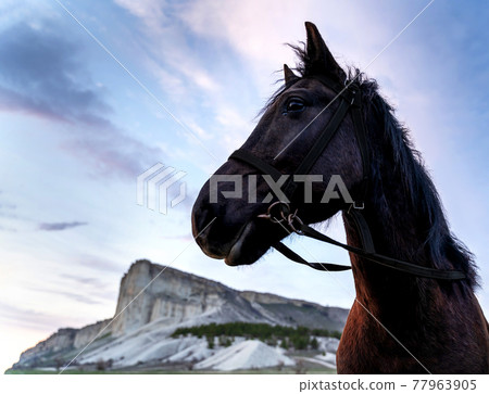 Chestnut horse head closeup on sunset sky background. Animal background. 77963905