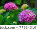 Hydrangea flower 77964316