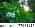 hydrangea   77964317