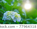 Hydrangea 77964318