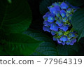 Hydrangea blue purple 77964319