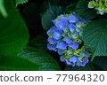 hydrangea   77964320