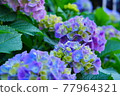 Hydrangea park 77964321