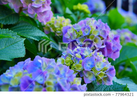Hydrangea park 77964321