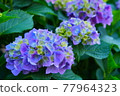 hydrangea   77964323