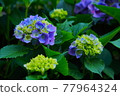 hydrangea   77964324
