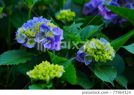 hydrangea   77964324