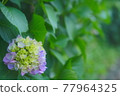 hydrangea   77964325