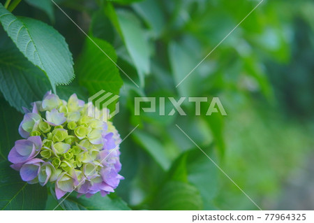 hydrangea   77964325