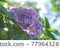 hydrangea   77964328