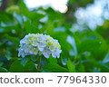 Hydrangea outdoors 77964330