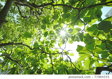 Japanese botanical landscape: sunlight and fresh green of Yulan magnolia. Image of ecology, noble heart, love for nature, etc ... = Yokohama Japanese botanical landscape: sunlight and fresh green of Yulan magnolia. Image of ecology, noble heart, love for nature, etc ... = Yokohama 77964333