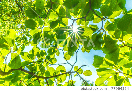 Japanese botanical landscape: sunlight and new leaves of Yulan magnolia. Image of ecology, noble heart, love for nature, etc ... = Yokohama 77964334