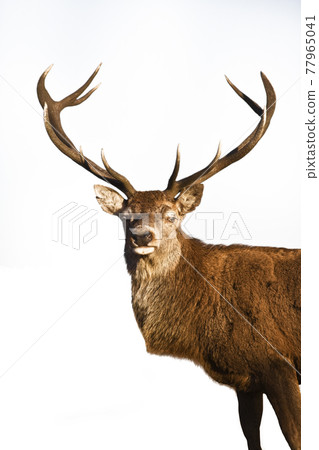 Reindeer standing over white background 77965041