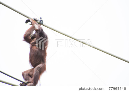 奧蘭·烏坦(Oran Utan) 奧蘭·烏坦(Oran Utan) 77965346