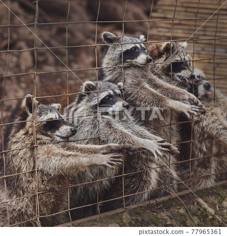 1+ Thousand Caged Raccoon Royalty-Free Images, Stock Photos