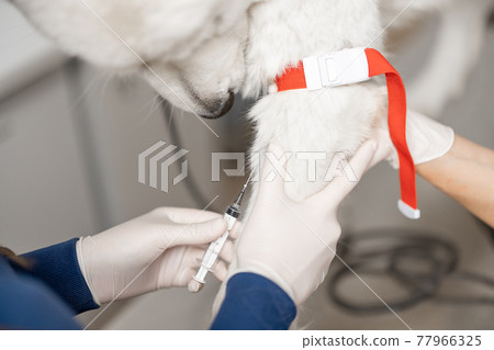 Veterinarian takes blood from a dog's paw with a syringe for analysis Veterinarian takes blood from a dog's paw with a syringe for analysis 77966325