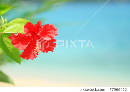 Okinawa's beautiful sea and hibiscus 77966412