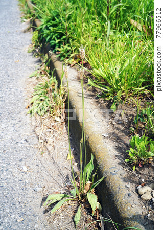 長葉車前 長葉車前 77966512