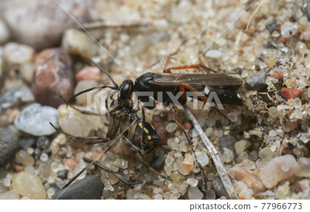 Spider-hunting wasp, Episyron with caught spider 77966773