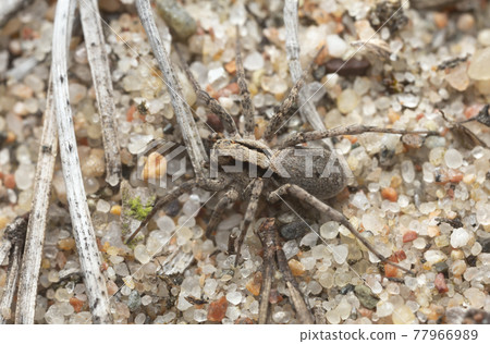 Burnt wolf spider, Xerolycosa nemoralis on sand Burnt wolf spider, Xerolycosa nemoralis on sand 77966989