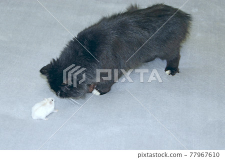 small hamster makes friendship with cat. Love of pets. Pet life 77967610