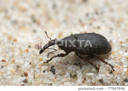 Weevil, Notaris scirpi on sand, macro photo Weevil, Notaris scirpi on sand, macro photo 77967696