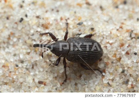 Weevil, Notaris scirpi on sand, macro photo 77967697
