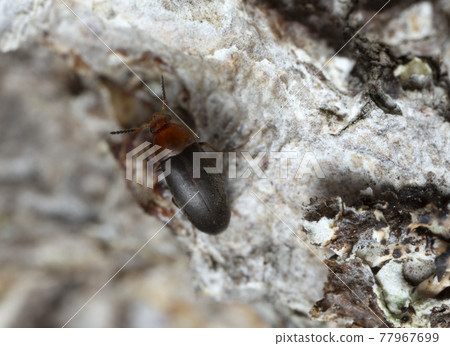 False flower beetle, Anaspis thoracica on wood 77967699