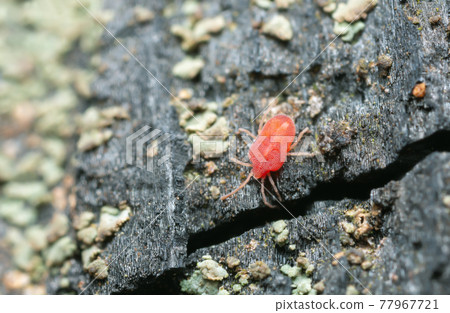 Mite on burnt pine wood photographed with high magnification Mite on burnt pine wood photographed with high magnification 77967721