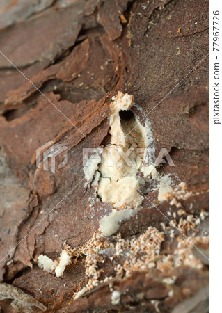 Pine producing resin to resist pine shoot beetle, Tomicus damage Pine producing resin to resist pine shoot beetle, Tomicus damage 77967726