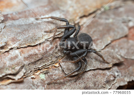 Ground crab spider, Xysticus robustus on pine bark 77968035