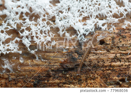 Millipede, Proteroiulus fuscus on wood and fungi 77968036