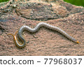 Soil centipede, Geophilus carpophagus on pine bark 77968037