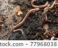 Millipedes, Proteroiulus fuscus on wood 77968038
