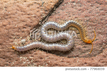 Soil centipede, Geophilus carpophagus on pine bark 77968039